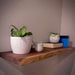 Wooden shelf with potted plants and books against a plain wall