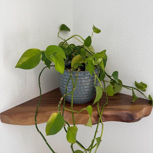 Potted plant on a wooden shelf against a white wall